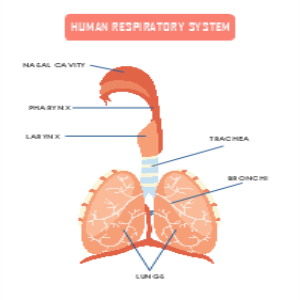 Human Respiratory System thumb